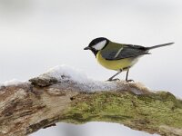 Koolmees, Great Tit, Parus major  Koolmees op het Buurserzand. Great Tit, Parus major  Het Buurserzand is aangewezen als Natura 2000-gebied in het kader van de Natuurbeschermingswet. : beschermd, natuurgebied, yellow, Natuurmonumenten, nature, natuur, winter, Habitatrichtijn, Natura 2000-gebied, Koolmees, Vogelrichtlijn, Haaksbergen, Natura 2000, vogel, december, Great Tit, koude, The Netherlands, cold, Special Protected Area, kou, freezing, songbird, geel, snow, Buurse, Buurserzand, sneeuw, black, zwart, protected, Overijssel, nature reserve, bird, zangvogel, Parus major, Nederland, nature area