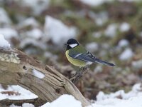 Koolmees, Great Tit, Parus major  Koolmees op het Buurserzand. Great Tit, Parus major  Het Buurserzand is aangewezen als Natura 2000-gebied in het kader van de Natuurbeschermingswet. : koude, snow, kou, nature area, Nederland, december, nature, The Netherlands, Vogelrichtlijn, Parus major, Natuurmonumenten, cold, Special Protected Area, Haaksbergen, vogel, Overijssel, Koolmees, Great Tit, Habitatrichtijn, Buurse, natuur, Buurserzand, zwart, black, bird, nature reserve, zangvogel, yellow, Natura 2000-gebied, beschermd, natuurgebied, winter, Natura 2000, sneeuw, freezing, protected, songbird, geel