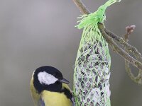 Koolmees, Great Tit, Parus major  Koolmees op het Buurserzand. Great Tit, Parus major  Het Buurserzand is aangewezen als Natura 2000-gebied in het kader van de Natuurbeschermingswet. : Buurse, Special Protected Area, Vogelrichtlijn, black, songbird, Overijssel, nature reserve, bird, snow, Nederland, nature area, beschermd, natuurgebied, sneeuw, Natuurmonumenten, nature, natuur, protected, Habitatrichtijn, Natura 2000-gebied, Koolmees, Parus major, Haaksbergen, Natura 2000, december, Great Tit, koude, zwart, cold, kou, zangvogel, freezing, vogel, yellow, geel, Buurserzand, The Netherlands, winter