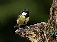 Parus major 39, Koolmees, Saxifraga-Luc Hoogenstein : Nederland, Utrecht, Utrechtse Heuvelrug, bird, garden, garden bird, song bird, the Netherlands, tuin, tuinvogel, vogel, zangvogel, zeist