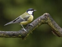 Parus major 40, Koolmees, Saxifraga-Luc Hoogenstein