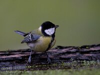 Koolmees  Koolmees te Garderen : Parus major