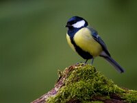 Koolmees  Koolmees te Garderen : Parus major