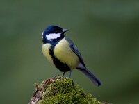 Koolmees  Koolmees te Garderen : Parus major