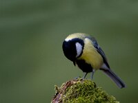 Koolmees  Koolmees te Garderen : Parus major