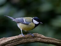 Koolmees  Koolmees te Garderen : Parus major