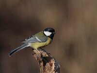 Parus major 51, Koolmees, Saxifraga-Jan Nijendijk