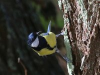 Parus major 54, Koolmees, Saxifaga-Bart Vastenhouw