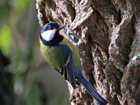 Parus major 55, Koolmees, Saxifaga-Bart Vastenhouw