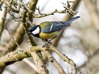 Parus major 57, Koolmees, Saxifraga-Bart Vastenhouw