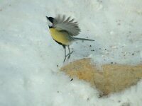 Parus major 7, Koolmees, Saxifraga-Jan van der Straaten