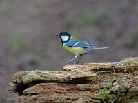 koolmees  koolmees : Parus major