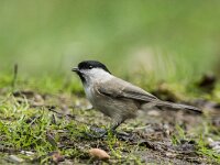 Parus palustris 67, Glanskop, adult, Saxifraga-Theo Verstrael