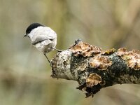 Parus palustris 70, Glanskop, adult, Saxifraga-Theo Verstrael