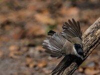 Parus palustris 77, Glanskop, adult, Saxifraga-Theo Verstrael