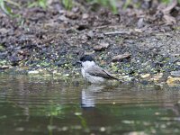 Parus palustris 83, Glanskop, Saxifraga-Jan Nijendijk