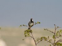 Passer hispaniolensis 5, Spaanse mus, Saxifraga-Dirk Hilbers