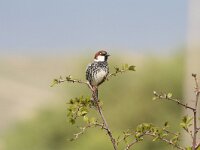 Passer hispaniolensis 6, Spaanse mus, Saxifraga-Dirk Hilbers