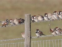 Passer hispaniolensis 9, Spaanse mus, Saxifraga-Henk Baptist