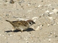 Passer montanus 12, Ringmus, Saxifraga-Jan van der Straaten