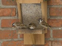 Passer montanus 15, Ringmus, Saxifraga-Willem van Kruijsbergen