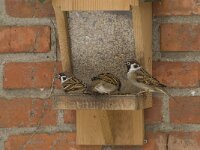 Passer montanus 16, Ringmus, Saxifraga-Willem van Kruijsbergen