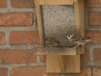 Passer montanus 17, Ringmus, Saxifraga-Willem van Kruijsbergen