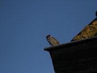 Passer montanus 28, Ringmus, Saxifraga-Dirk Hilbers