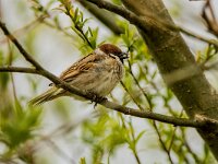 Passer montanus 75, Ringmus, adult, male, Saxifraga-Theo Verstrael