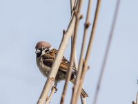 Passer montanus 76, Ringmus, adult, male, Saxifraga-Theo Verstrael
