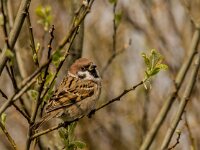 Passer montanus 77, Ringmus, adult, male, Saxifraga-Theo Verstrael