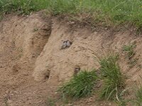 Passer montanus 79, Ringmus, Saxifraga-Jan Nijendijk