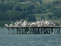 Pelecanus crispus 11, Kroeskoppelikaan, Saxifraga-Joerg Mager
