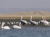 Pelecanus crispus 16, Kroeskoppelikaan, Saxifraga-Mark Zekhuis