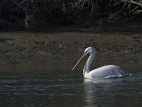 Pelecanus crispus 18, Kroeskoppelikaan, Saxifraga-Mark Zekhuis