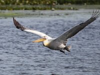 Pelecanus crispus 21, Kroeskoppelikaan, Saxifraga-Bart Vastenhouw