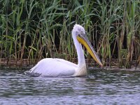 Pelecanus crispus 24, Kroeskoppelikaan, Saxifraga-Bart Vastenhouw