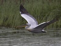 Pelecanus crispus 25, Kroeskoppelikaan, Saxifraga-Mark Zekhuis