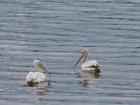 Pelecanus crispus 31, Kroeskoppelikaan, Saxifraga-Dirk Hilbers