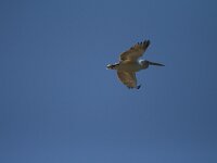 Pelecanus crispus 32, Kroeskoppelikaan, Saxifraga-Dirk Hilbers