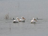 Pelecanus crispus 34, Kroeskoppelikaan, Saxifraga-Dirk Hilbers