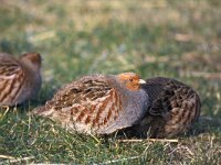 Perdix perdix, Grey Partridge