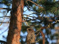 Perisoreus infaustus 2, Taigagaai, Saxifraga-Dirk Hilbers