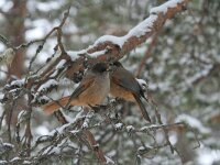 Perisoreus infaustus 4, Taigagaai, Saxifraga-Dirk Hilbers