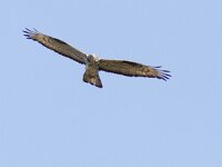 Pernis apivorus 13, Wespendief, Saxifraga-Mark Zekhuis