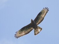 Pernis apivorus 14, Wespendief, Saxifraga-Mark Zekhuis