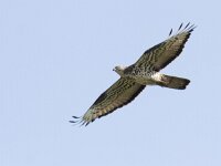 Pernis apivorus 15, Wespendief, Saxifraga-Mark Zekhuis