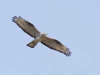 Pernis apivorus 16, Wespendief, Saxifraga-Mark Zekhuis