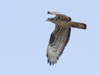 Pernis apivorus 17, Wespendief, Saxifraga-Mark Zekhuis