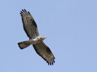 Pernis apivorus 22, Wespendief, Saxifraga-Mark Zekhuis